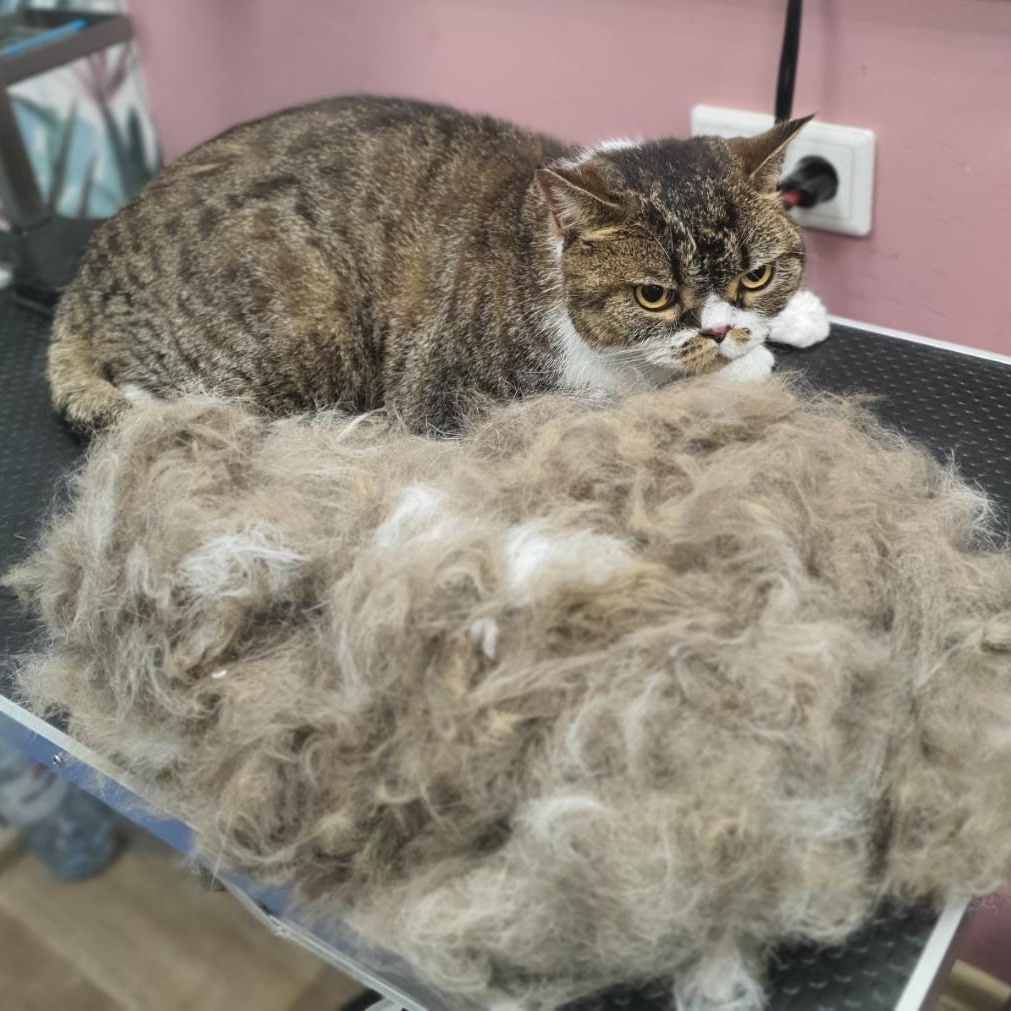 Кошка глад/ш - вычес без мытья