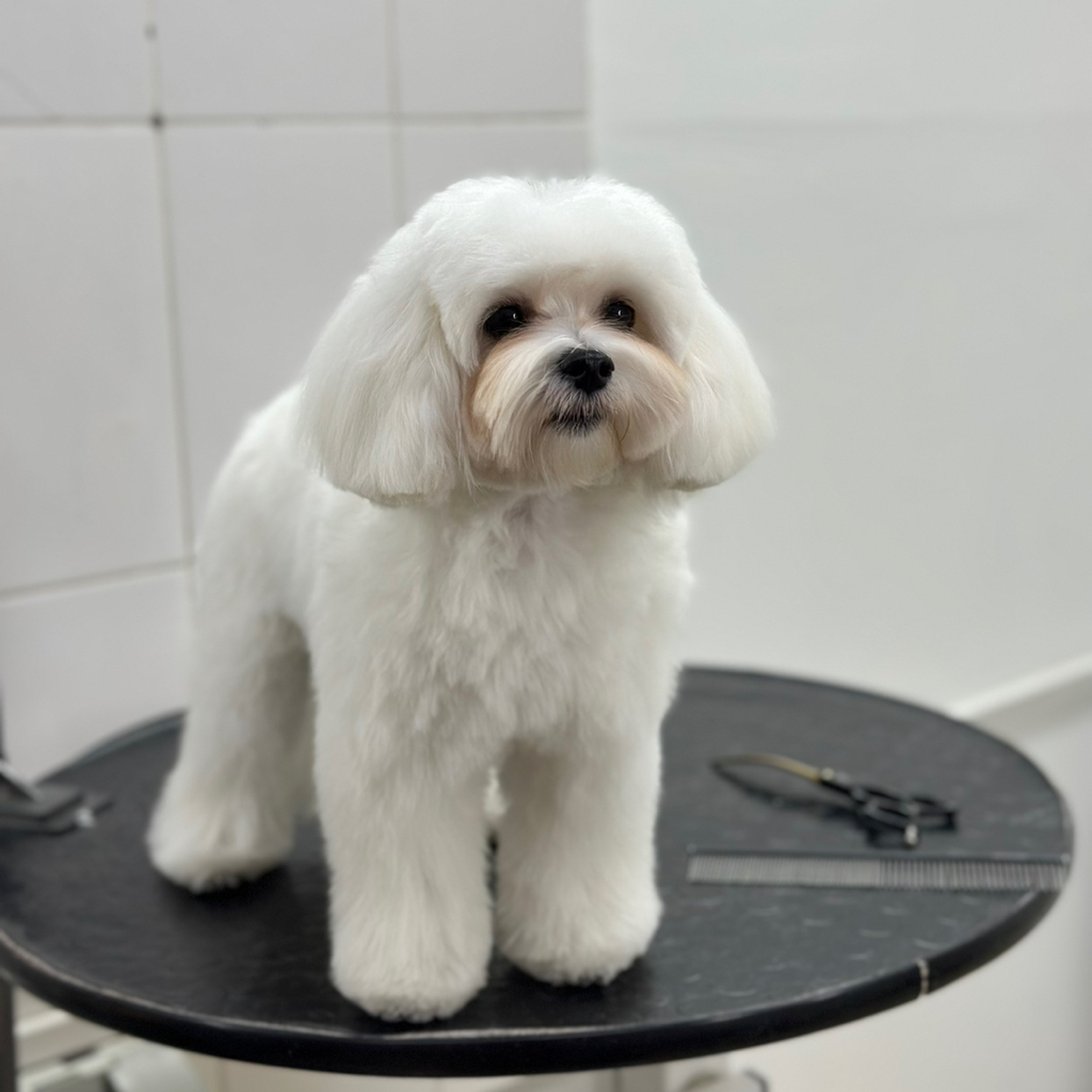 МАЛЬТИПУ корпус стрижется ножницами (от 2см)