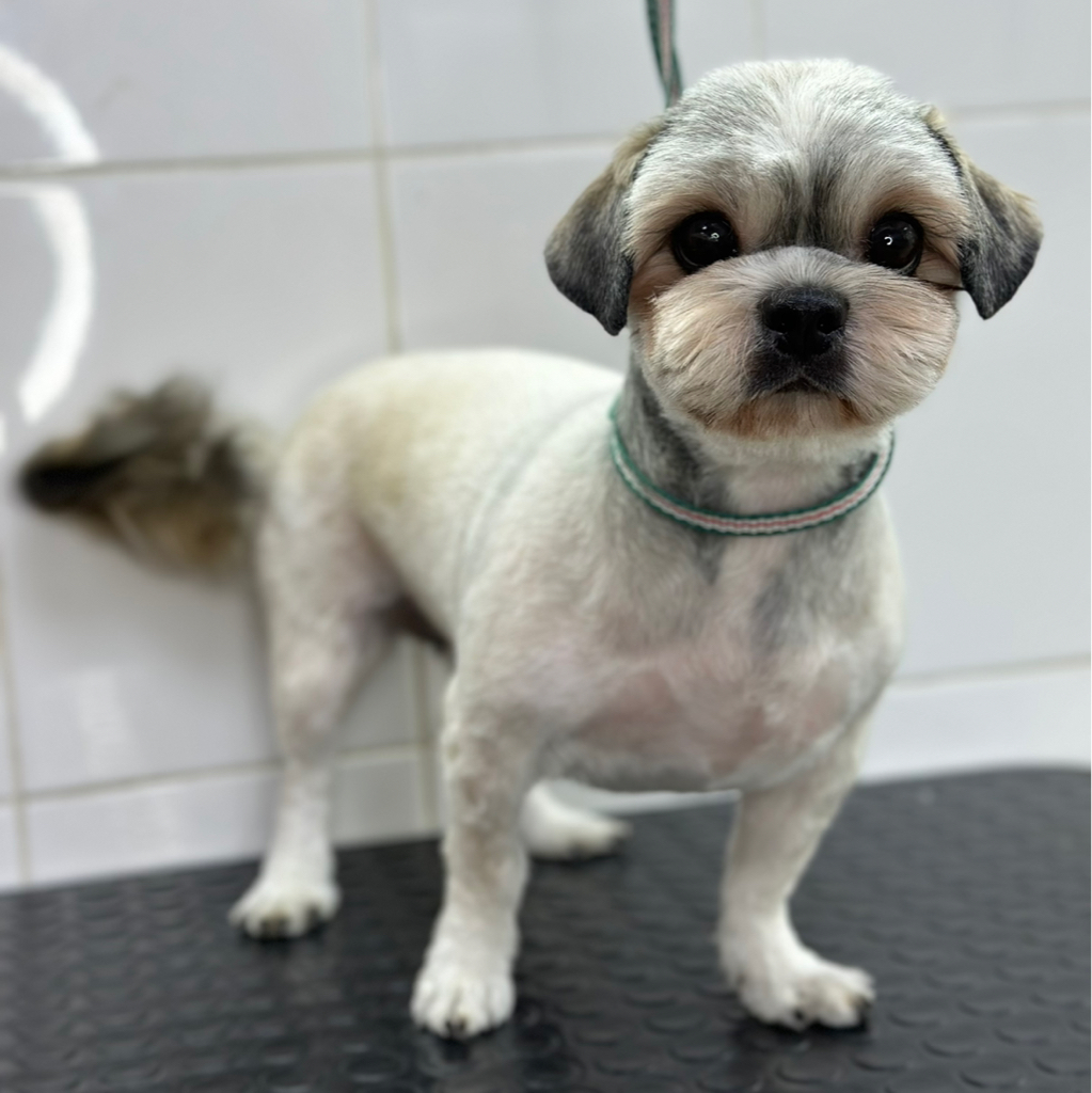 ШИТЦУ Бреется машинкой полностью, корпус и лапы под одну длину ( до 9.5 мм)