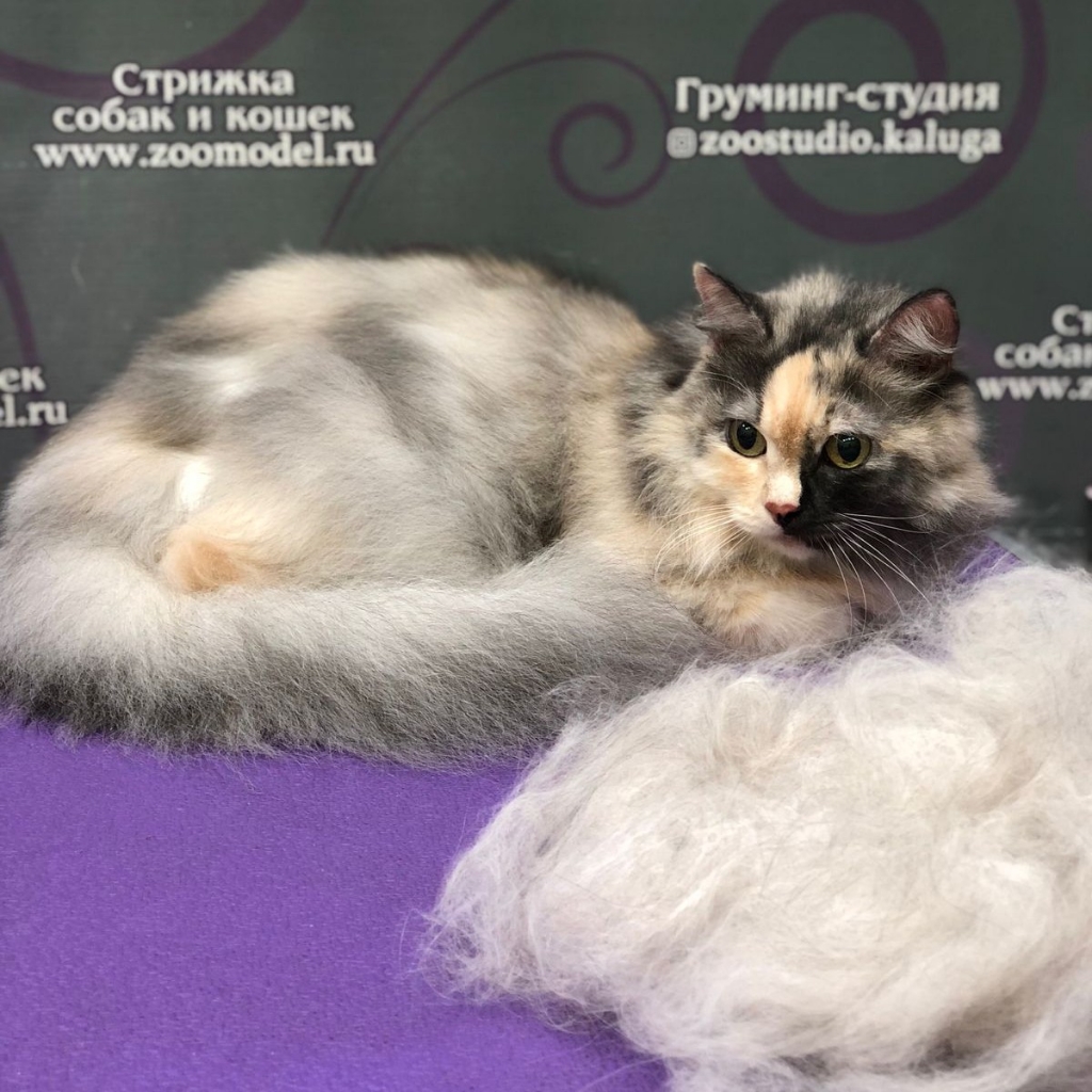 вычес кошки, кота без мытья, стрижка когтей ( хозяева помогают держать) доплата за сложность