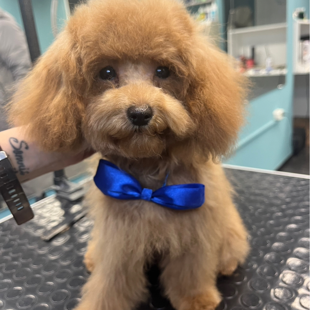 Пудель Той 20-27 см гигиена/мытье