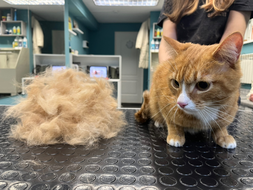 Кошка вычесывание с мытьем (экспресс-линька)