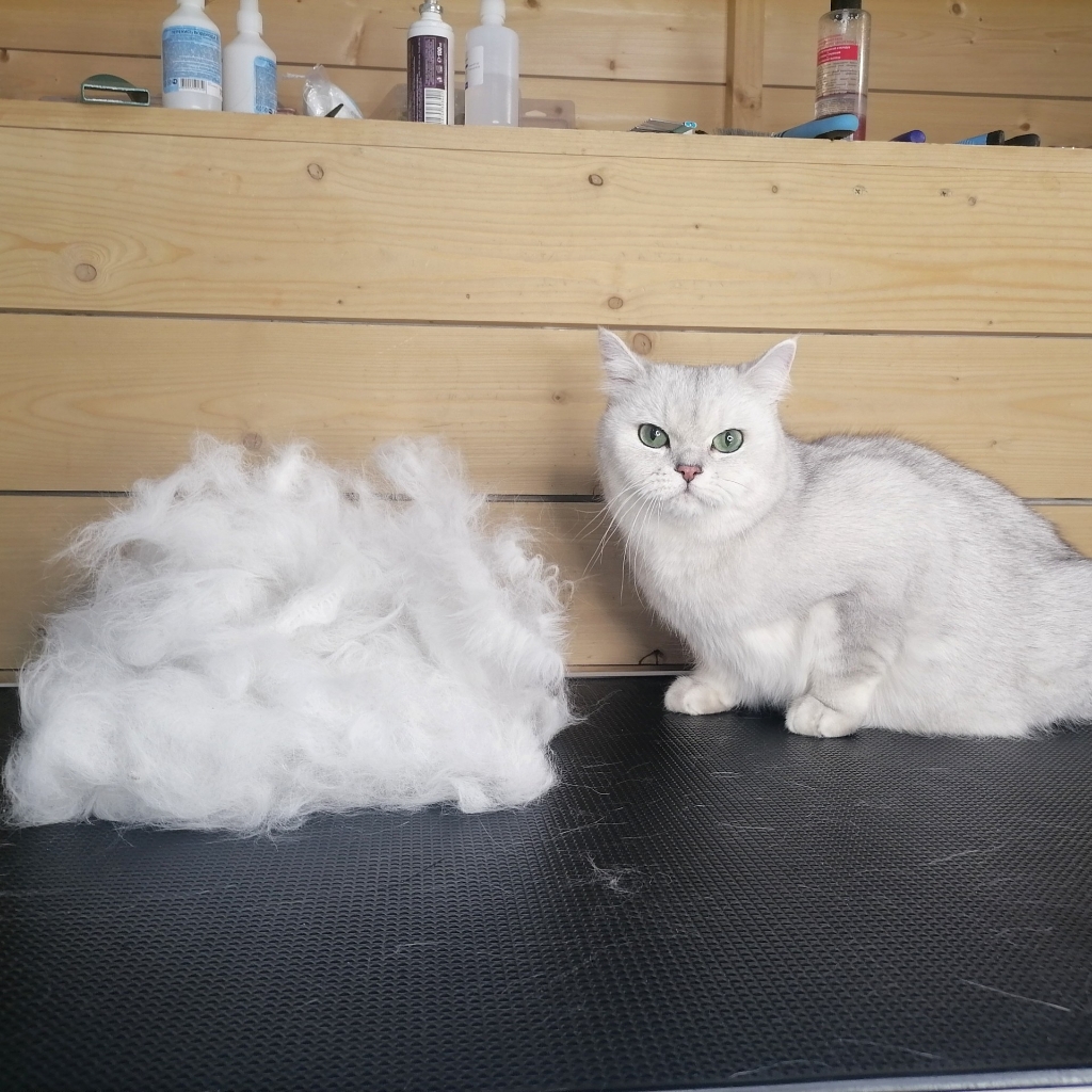 вычес кошки без мытья