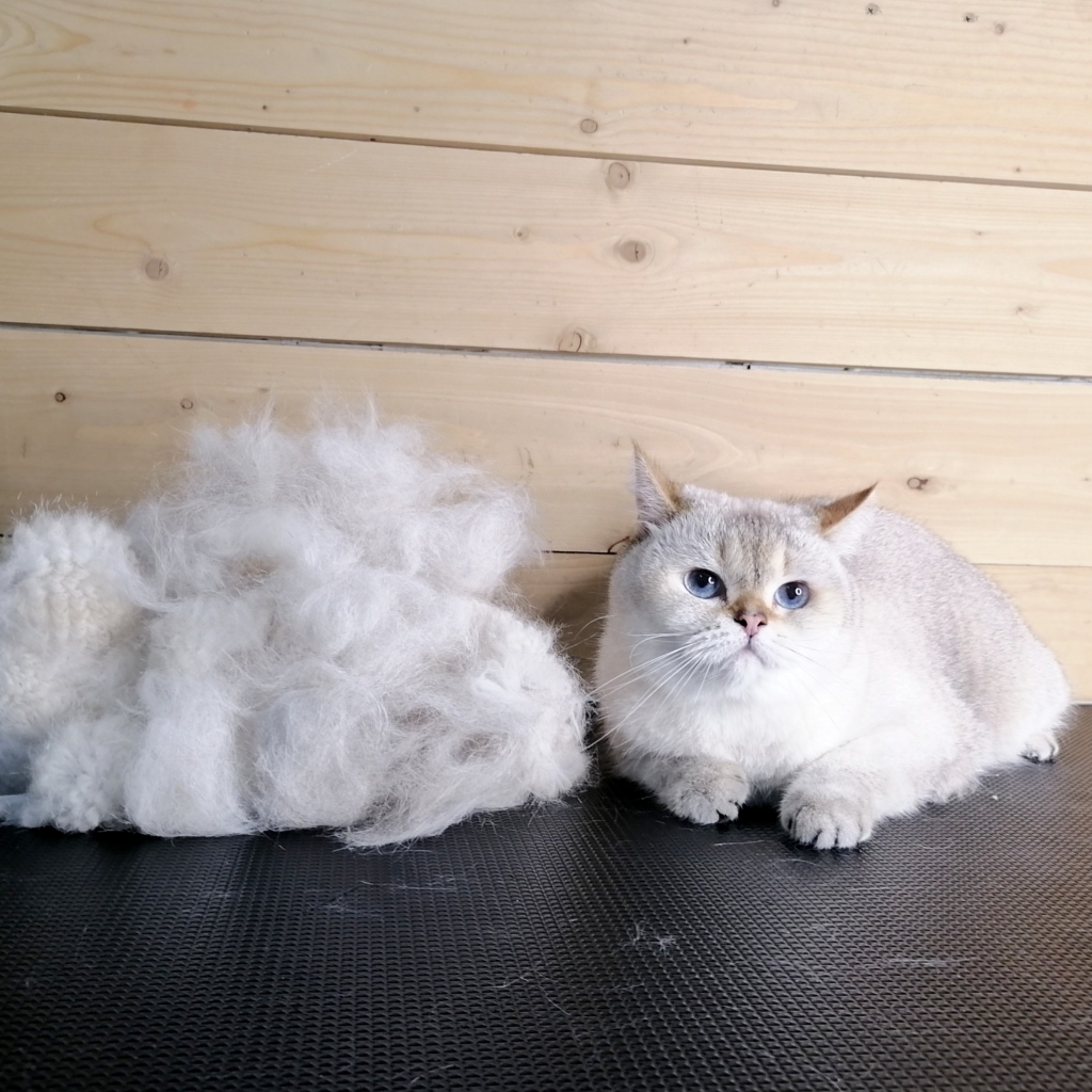 груминг кошки с мытьем