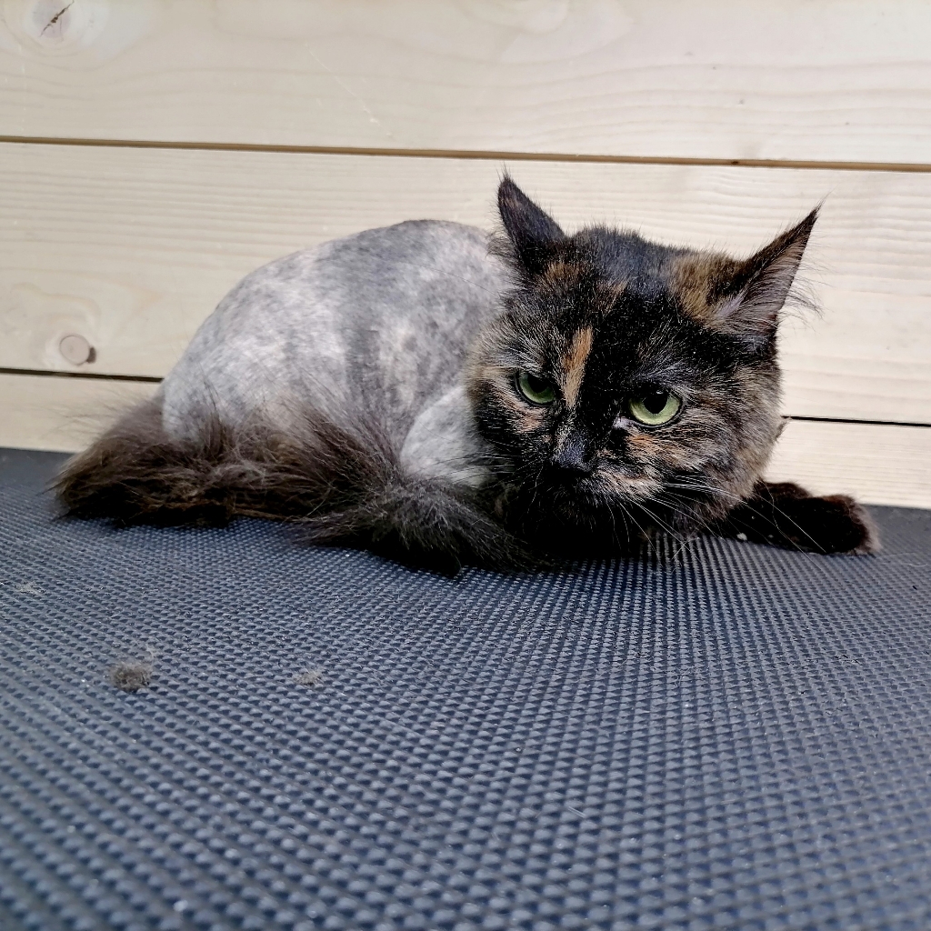 стрижка кошки