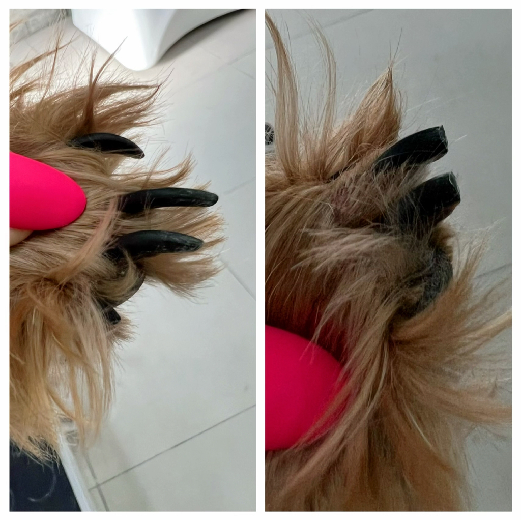 Стрижка когтей Мелкие породы