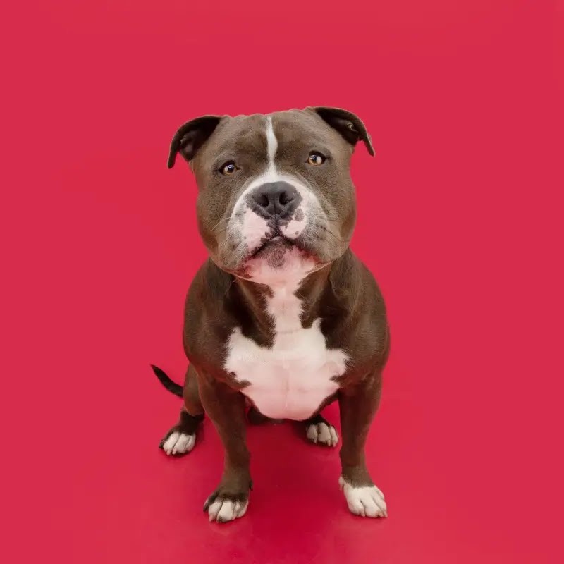 Американский булли (гигиена, вычес, экспресс линька)