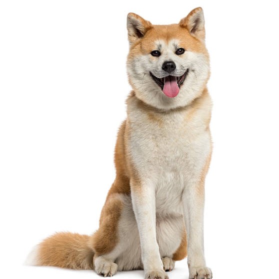 Акита ину (экспресс-линька,вычес, гигиена)