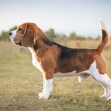 Бигль (гигиена, вычес, экспресс линька)