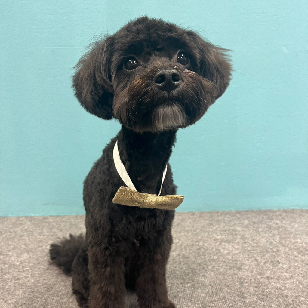 Мальтипу полный комплекс (маленькая)