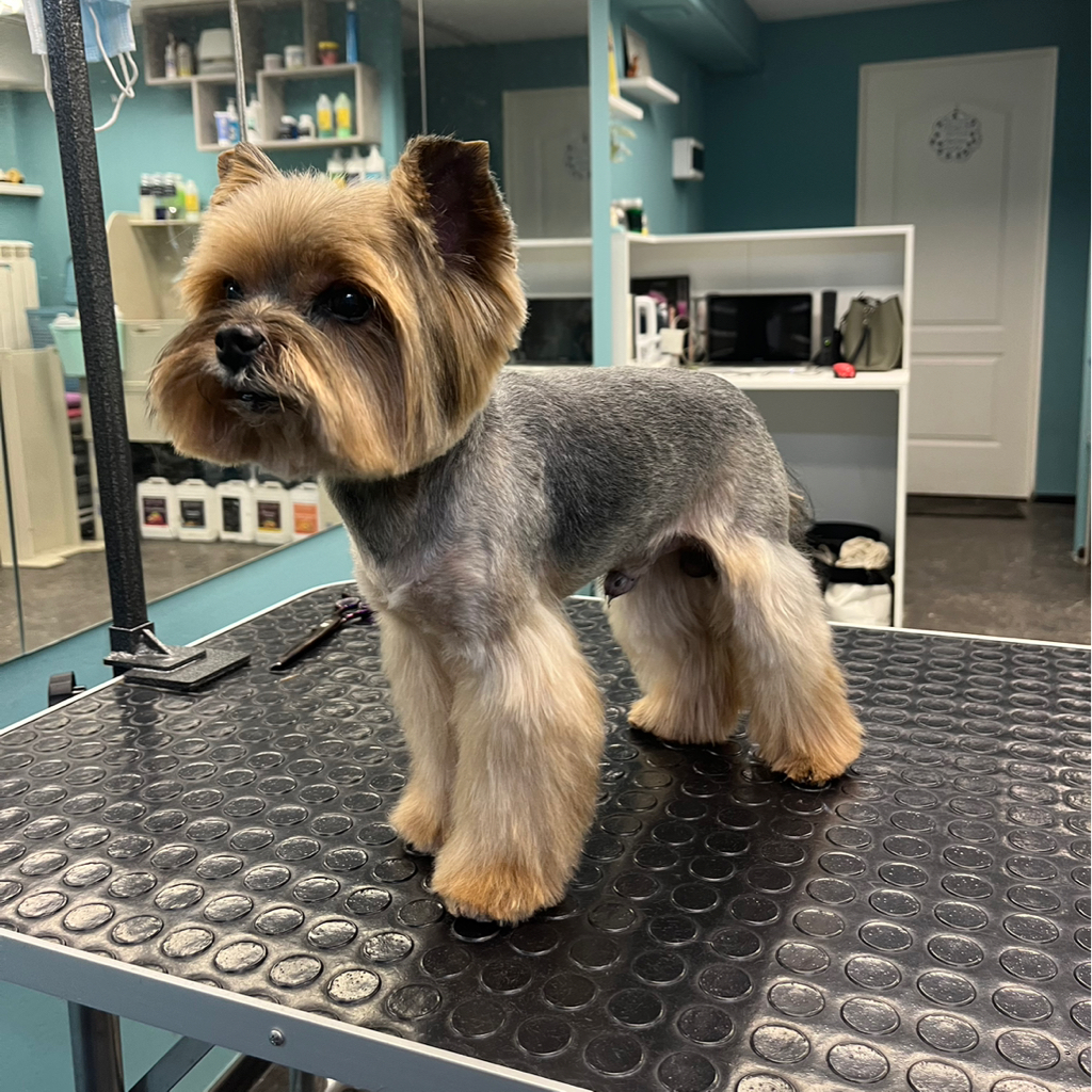 Йоркширский терьер полный комплекс