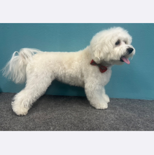 Стрижка ножницами корпуса  плюс к стоимости комплекса до 10кг