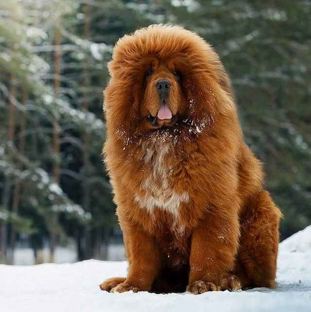 Тибетский мастиф