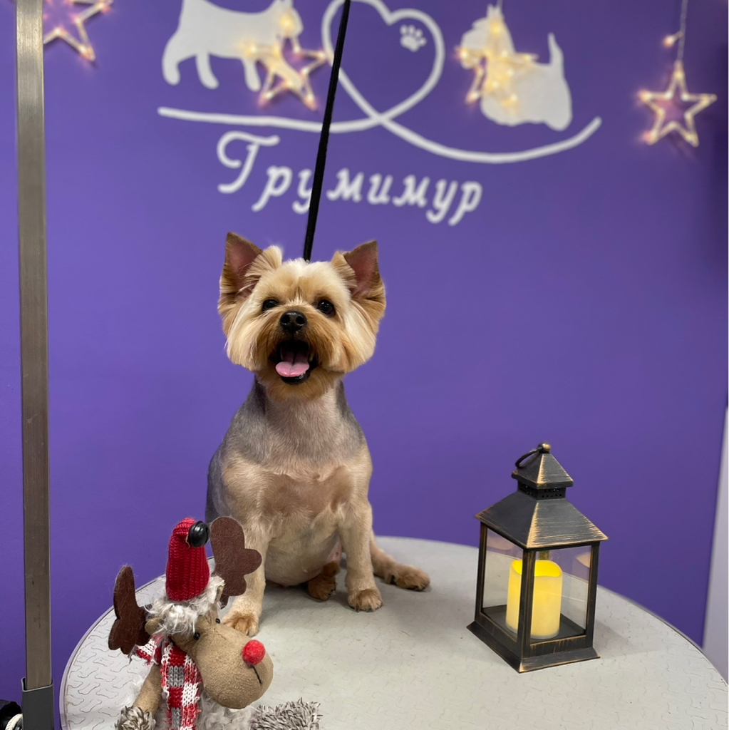 Йоркширский терьер комплекс