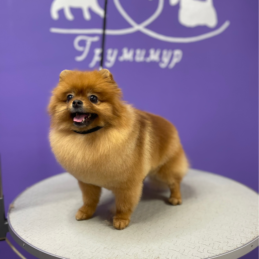 Померанский шпиц/стрижка За колтуны + 1000 к цене!!!