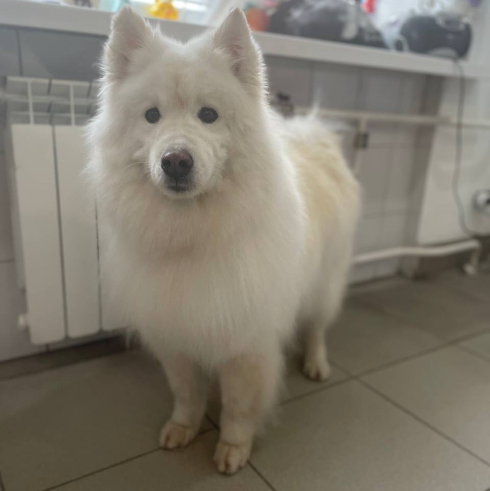 Самоедская лайка/ вычес Хаски, маламут.