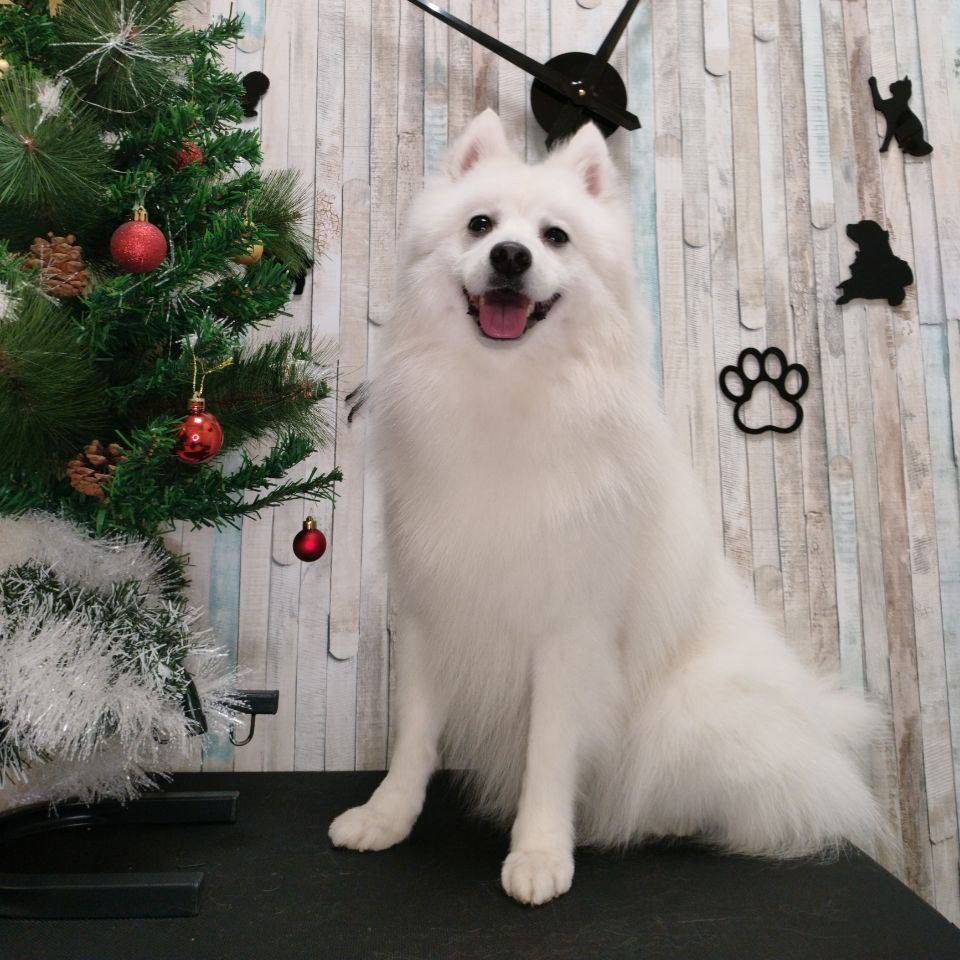 Гигиена Японский шпиц