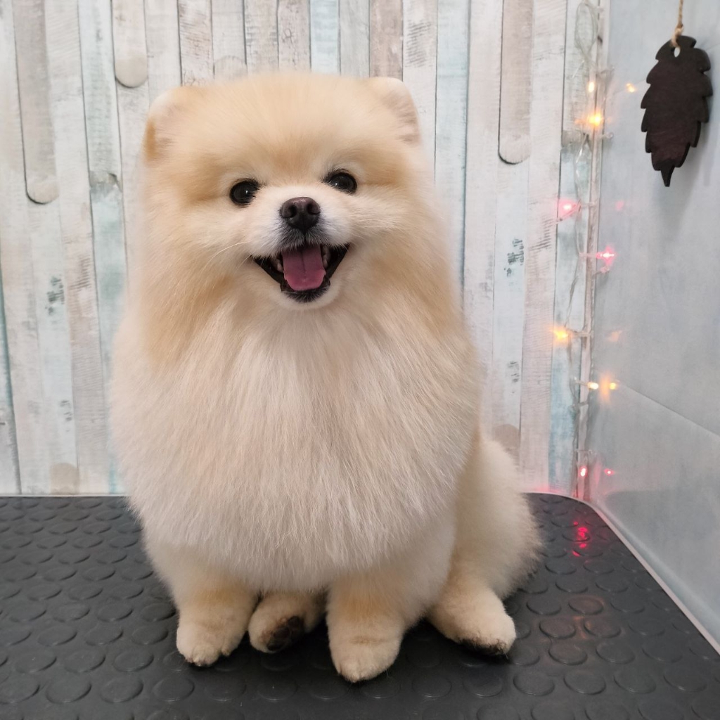 Комплекс Шпиц немецкий/средний