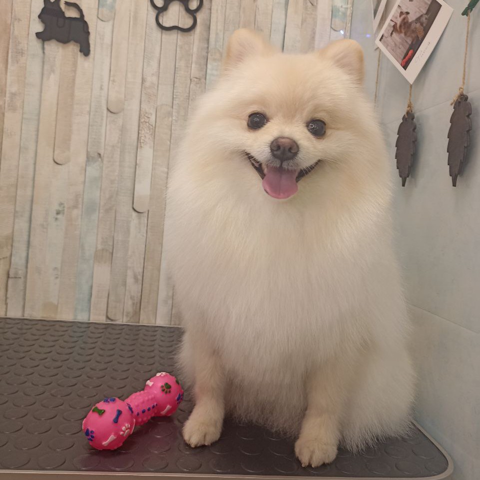 Гигиена Шпиц немецкий/средний