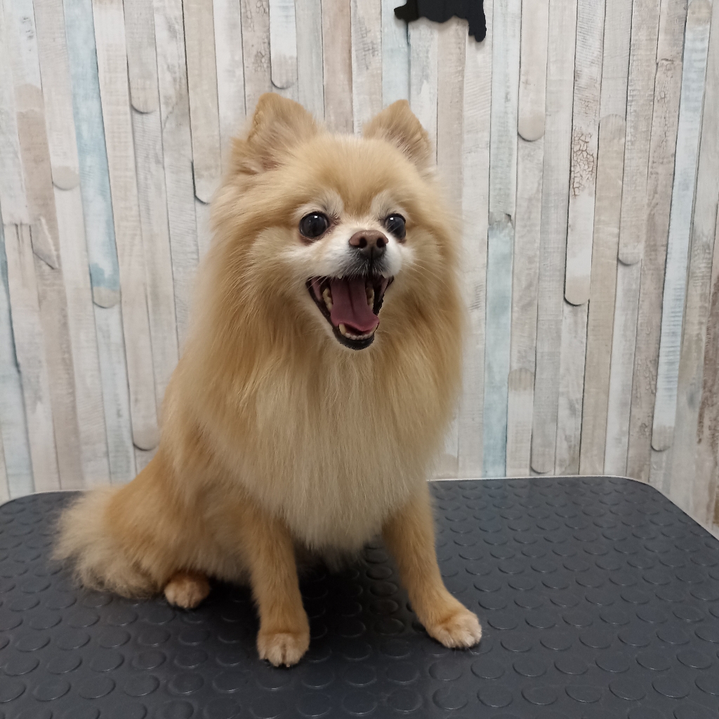 Гигиена Шпиц пом