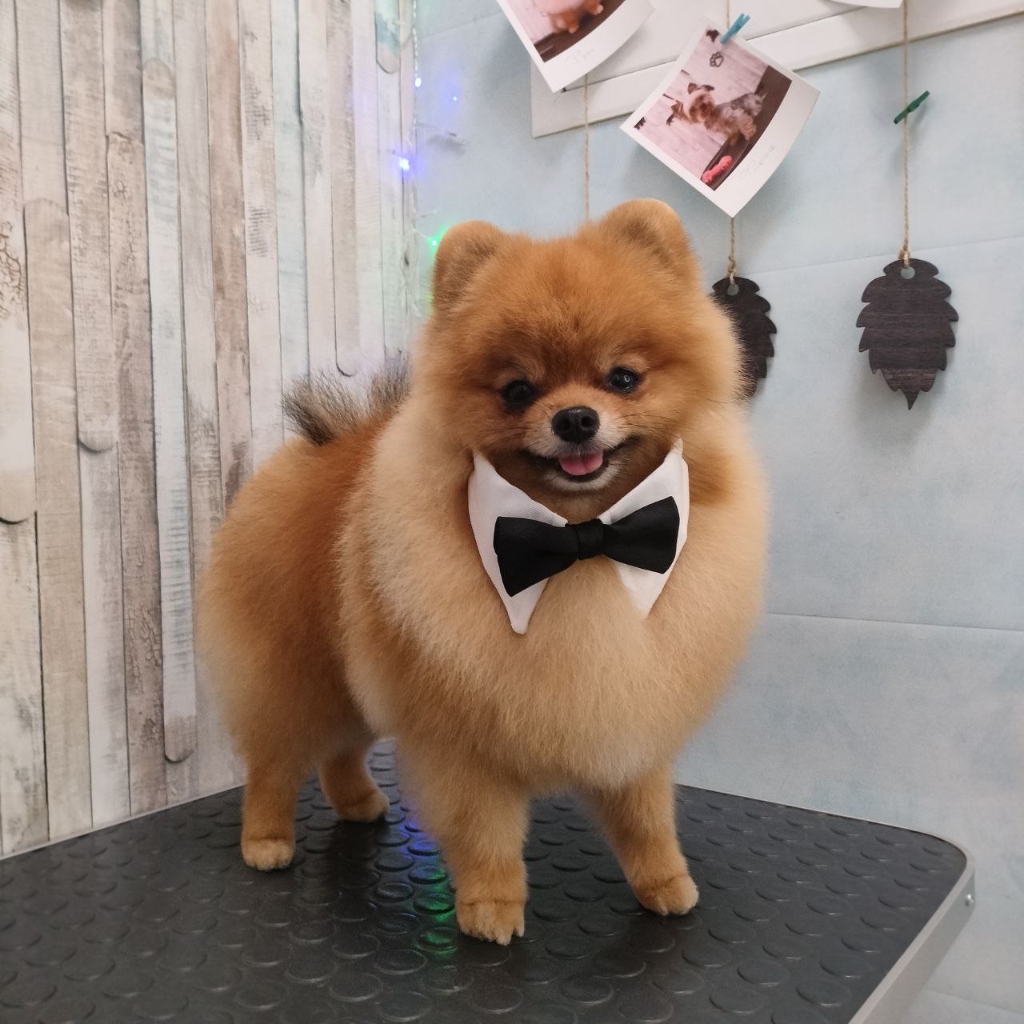 Комплекс Шпиц пом