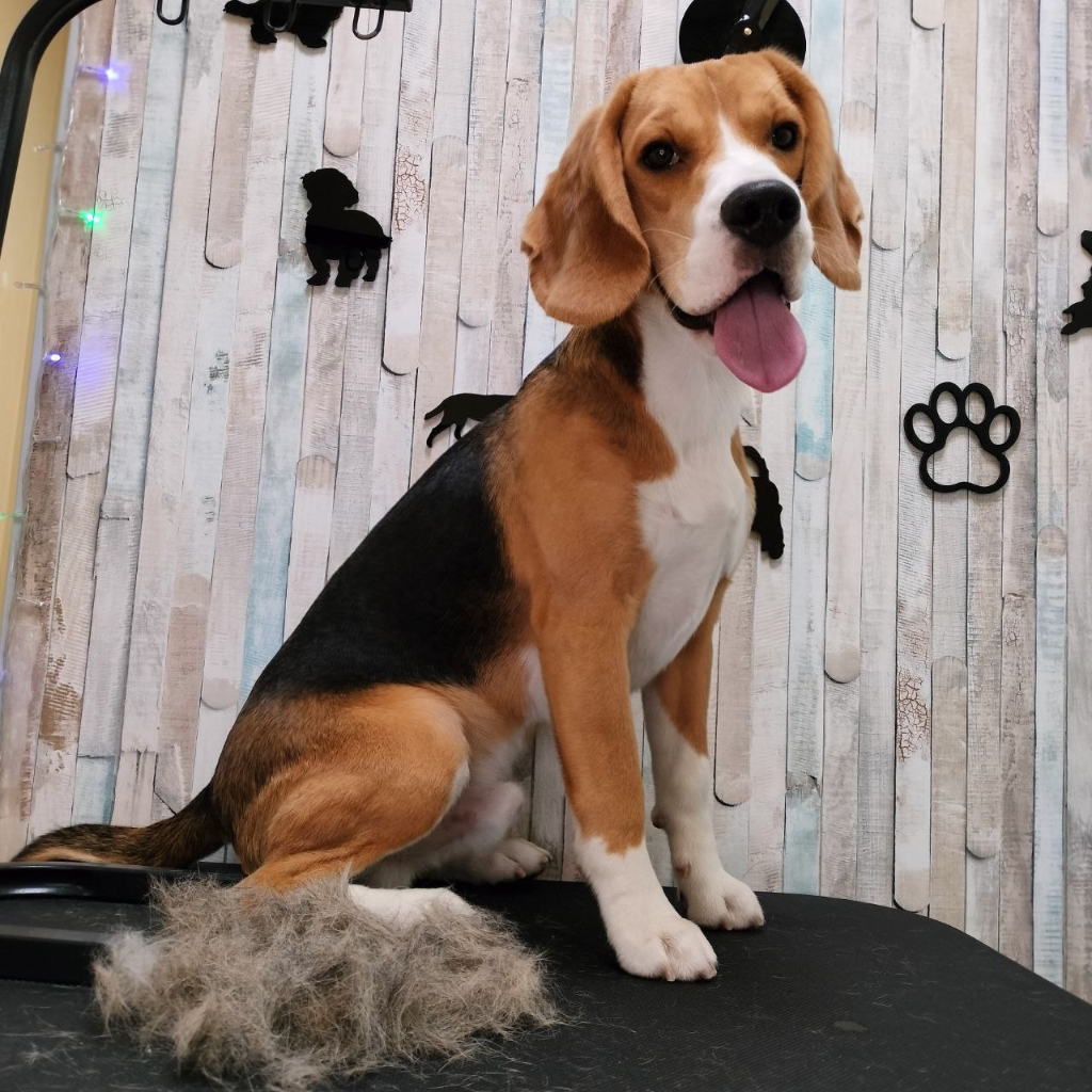 Экспресс-линька Бигль / Бассет-хаунд / Шарпей