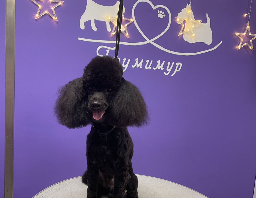 Миниатюрный пудель (28см-35см) / стрижка под машинку