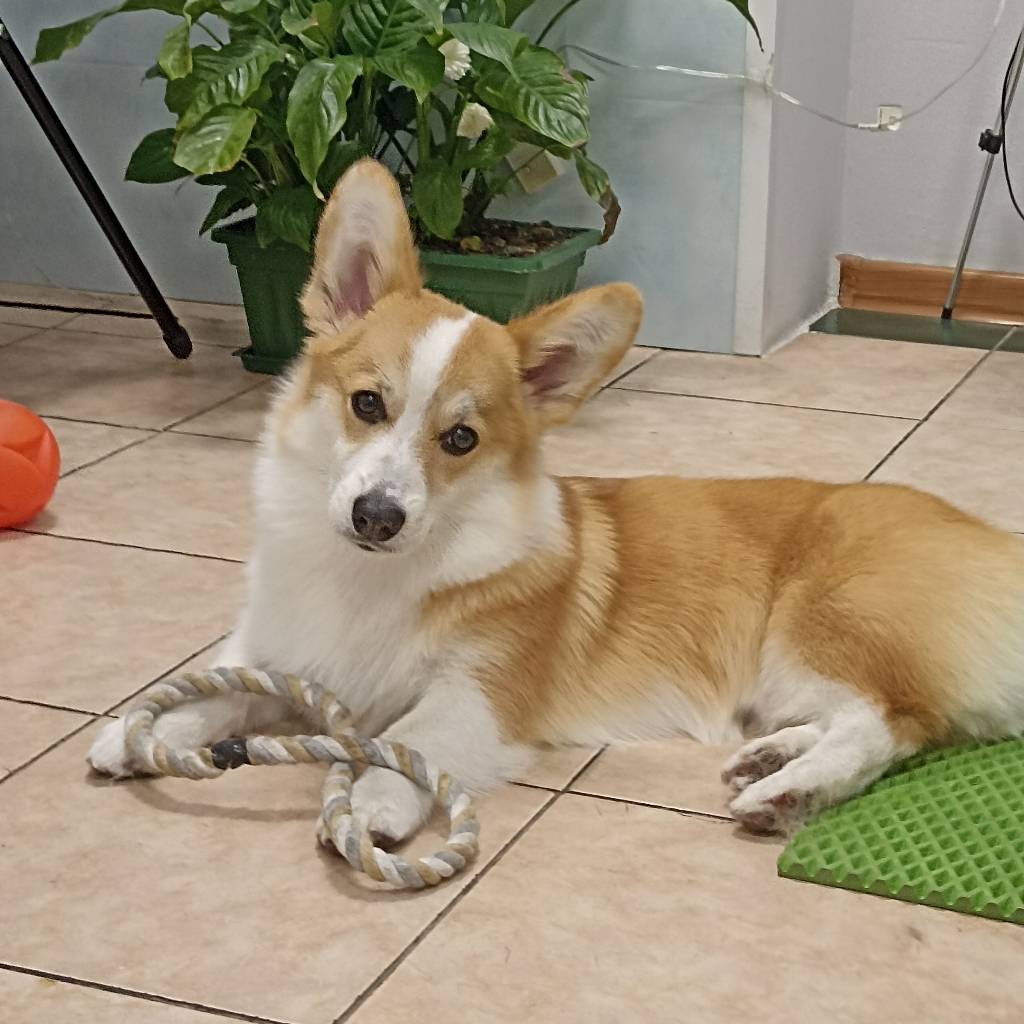 Экспресс-линька Корги / Кардиган