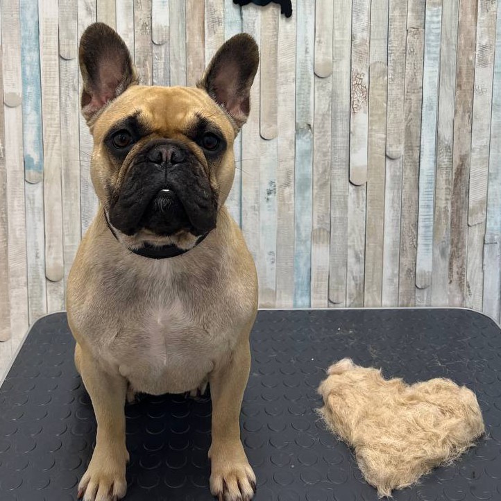 Экспресс-линька Французский бульдог / Мопс