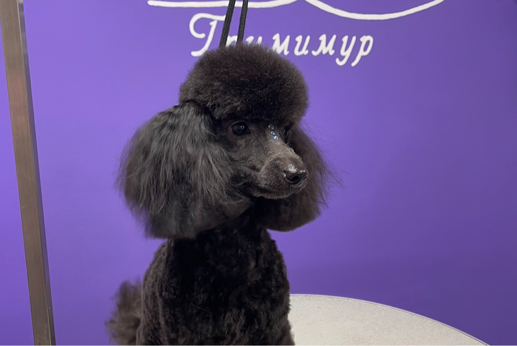 Большой пудель/ свыше 45 см стрижка