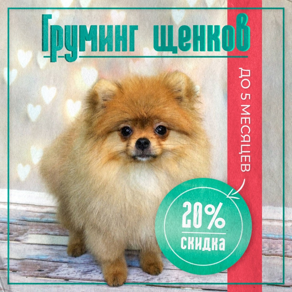 Скидка 20% щенкам в возрасте до 5 месяцев.