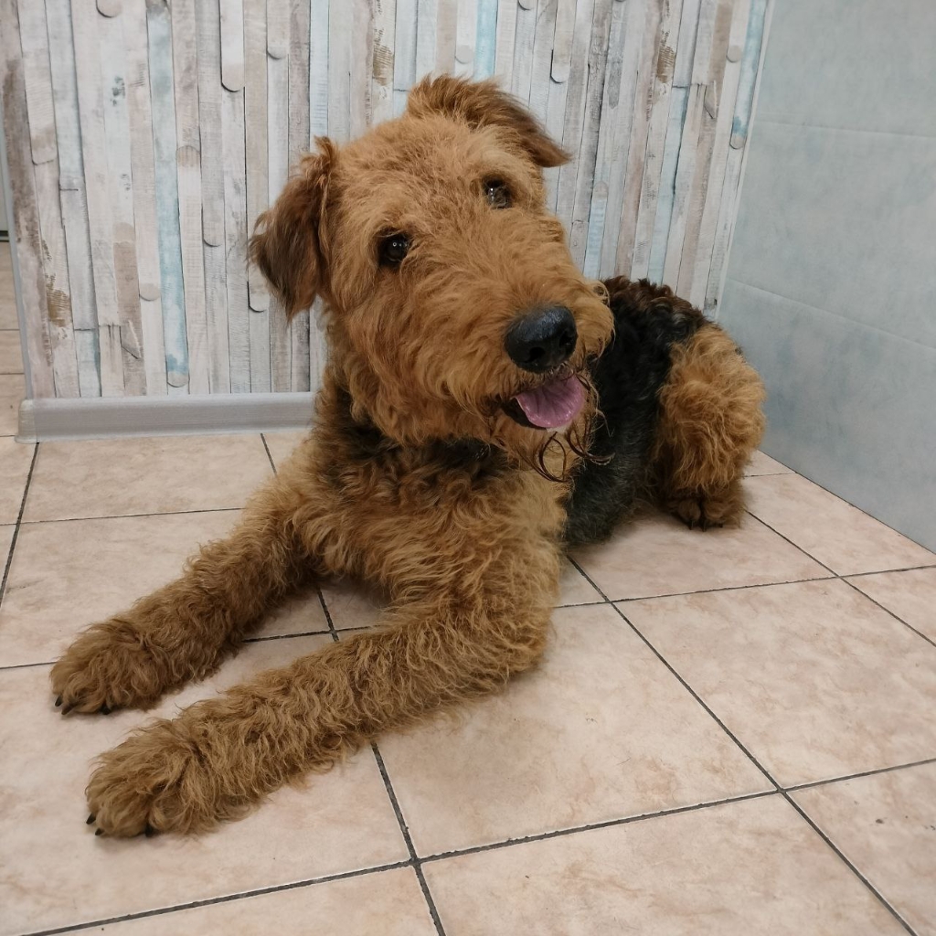 Гигиена Эрдельтерьер/ Ирландский Терьер