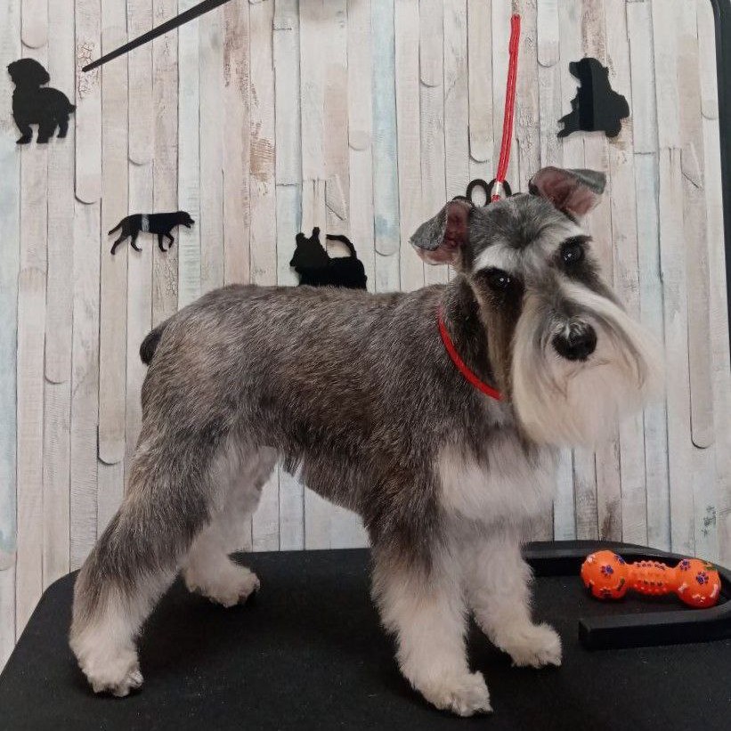 Тримминг Цвергшнауцер