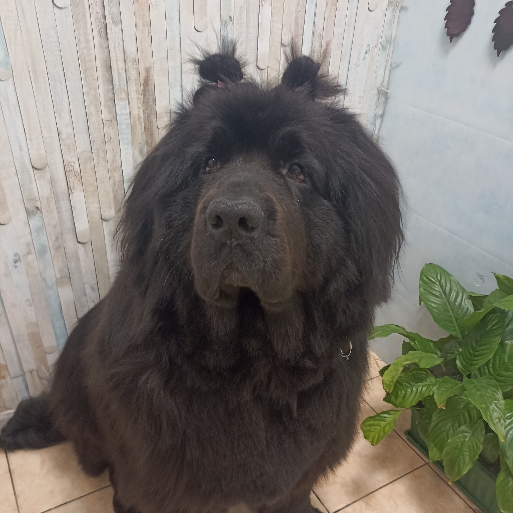 Комплекс Ньюфаундленд