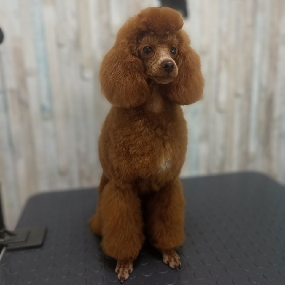 Комплекс Той пудель