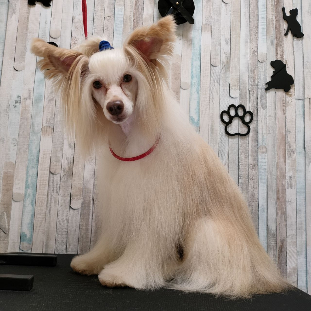 Комплекс Китайская хохлатая пуховка