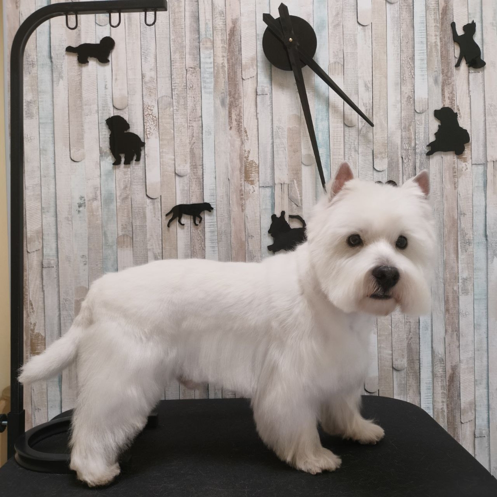 Тримминг Вест хайленд