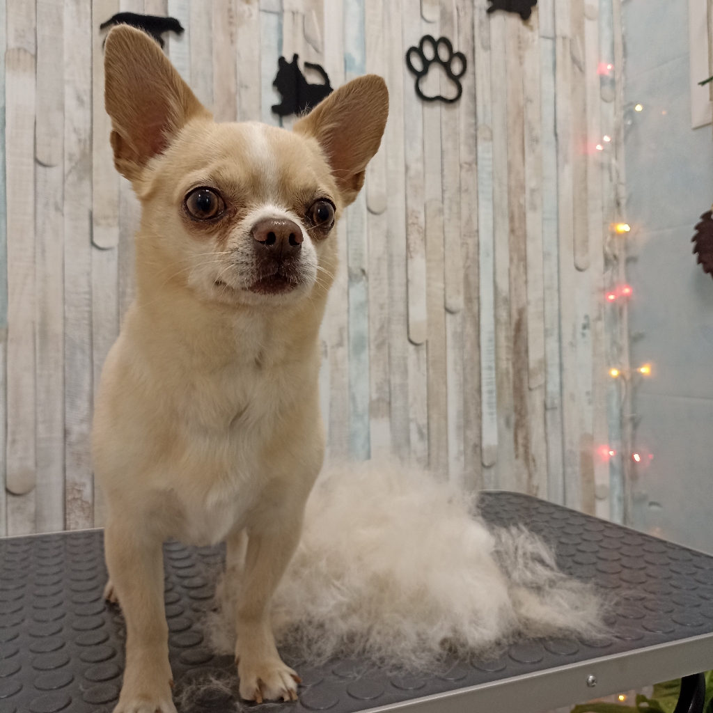 Комплекс с окантовкой Чихуа-хуа / Той терьер