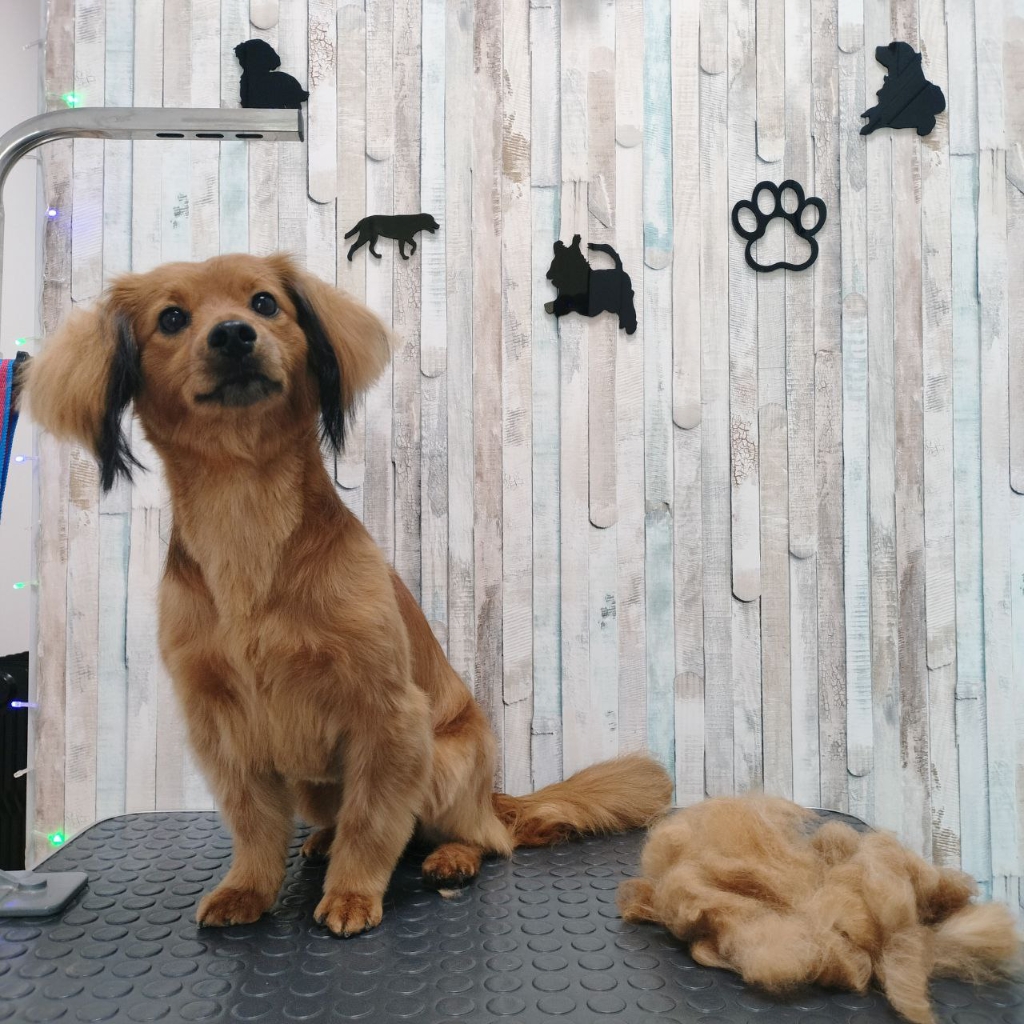 Комплекс с окантовкой такса длинношерстная