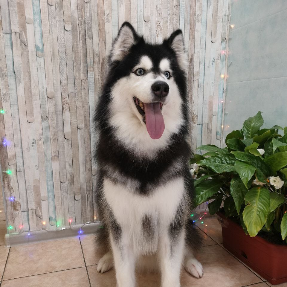 Комплекс Хаски / Лайка