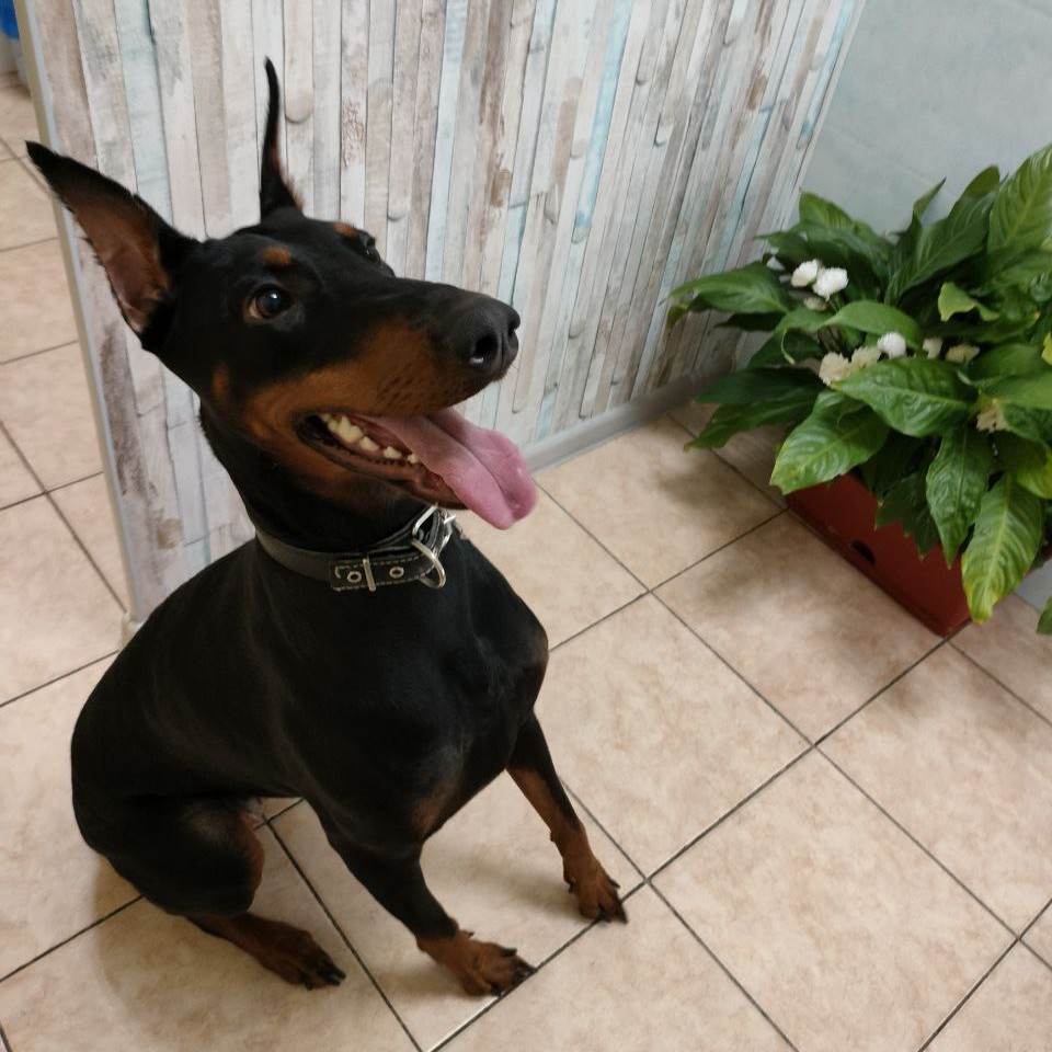 Комплекс Доберман