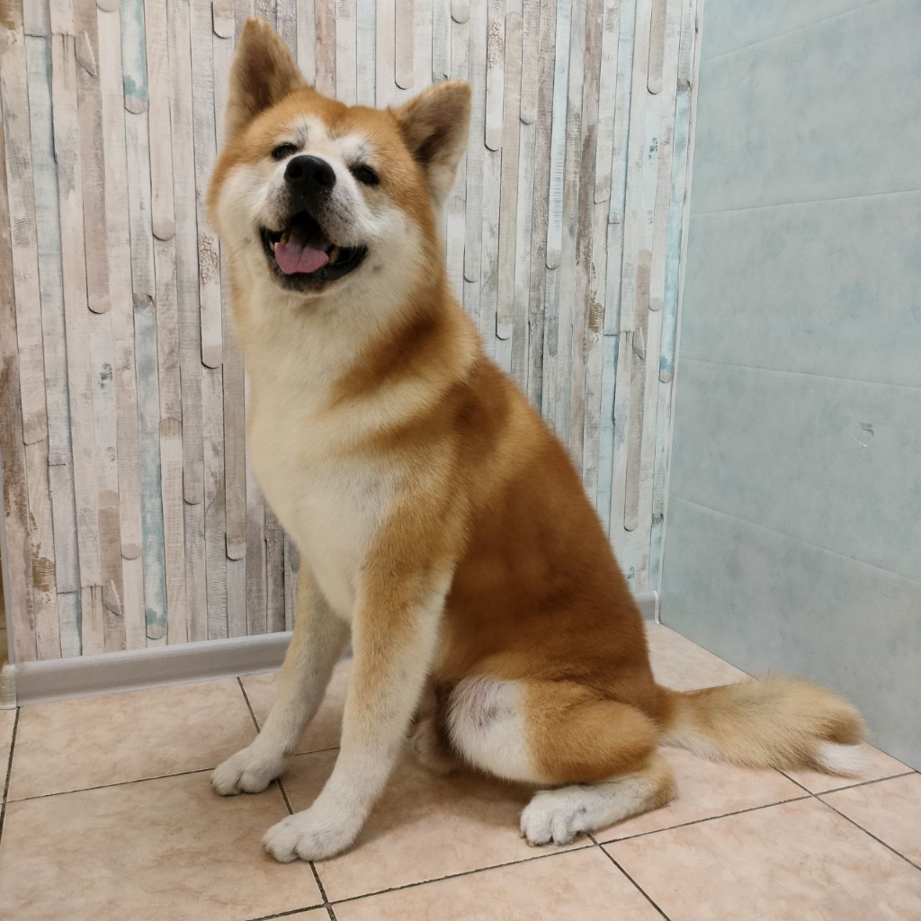 Комплекс Акита-ину