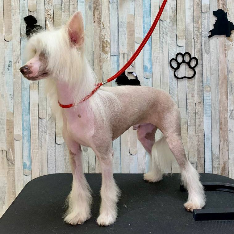 Комплекс Китайская хохлатая голая