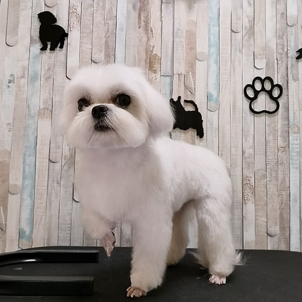 Комплекс мальтийская/русская болонка