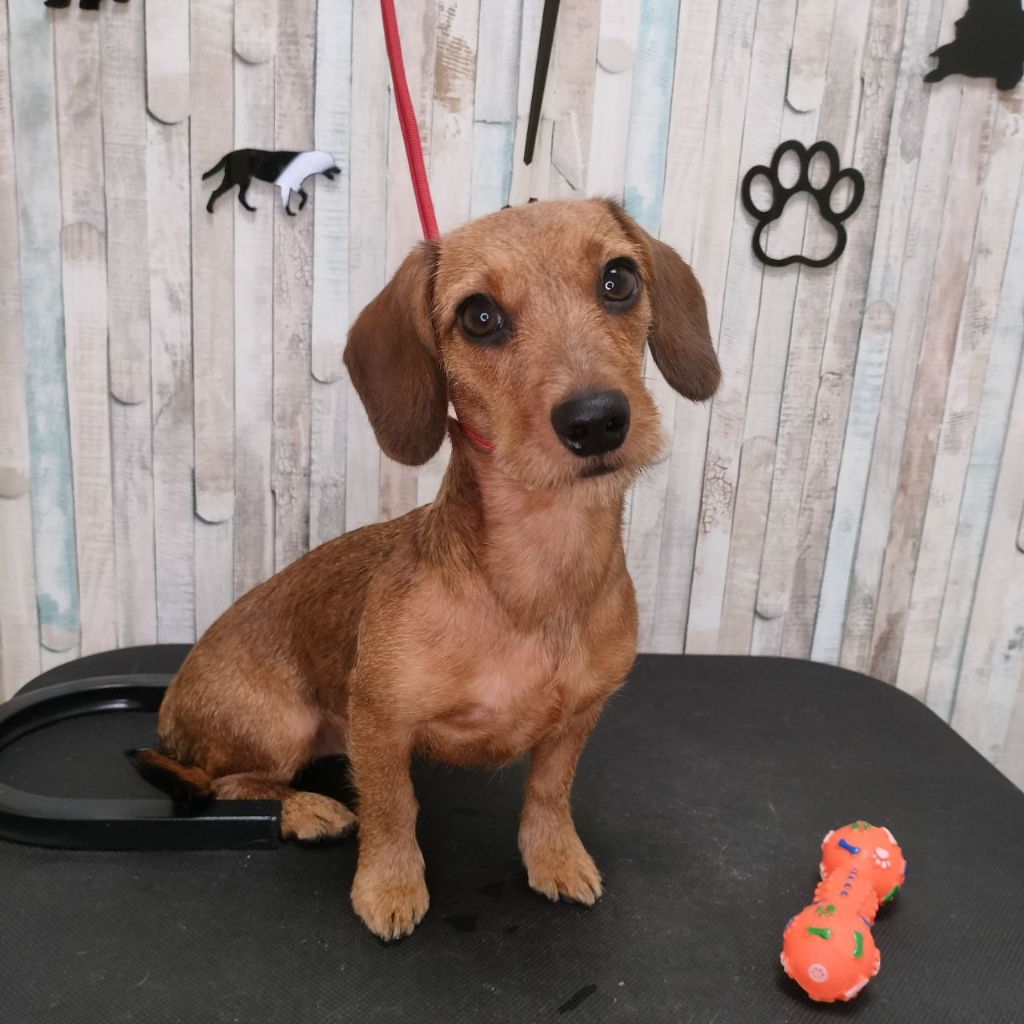 Тримминг такса жесткошерстная