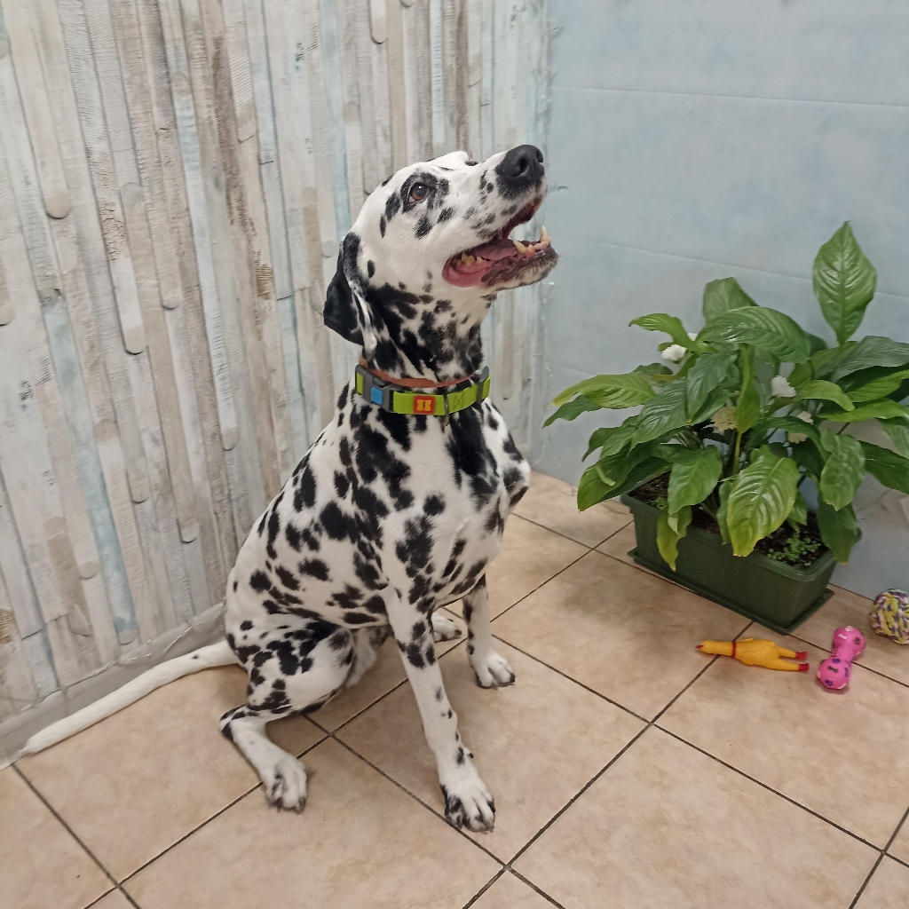 Комплекс Далматин