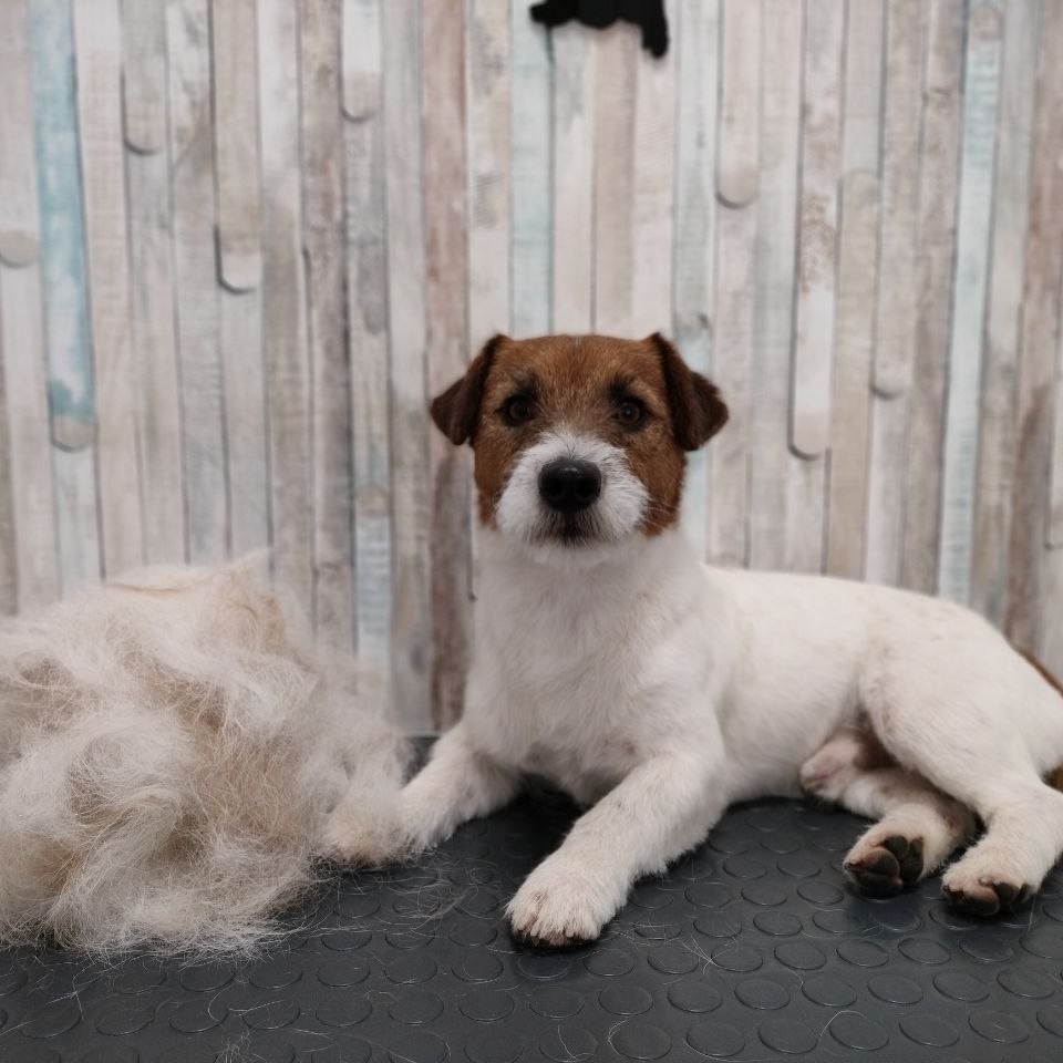 Тримминг Джек рассел / Парсон / Бордер терьер