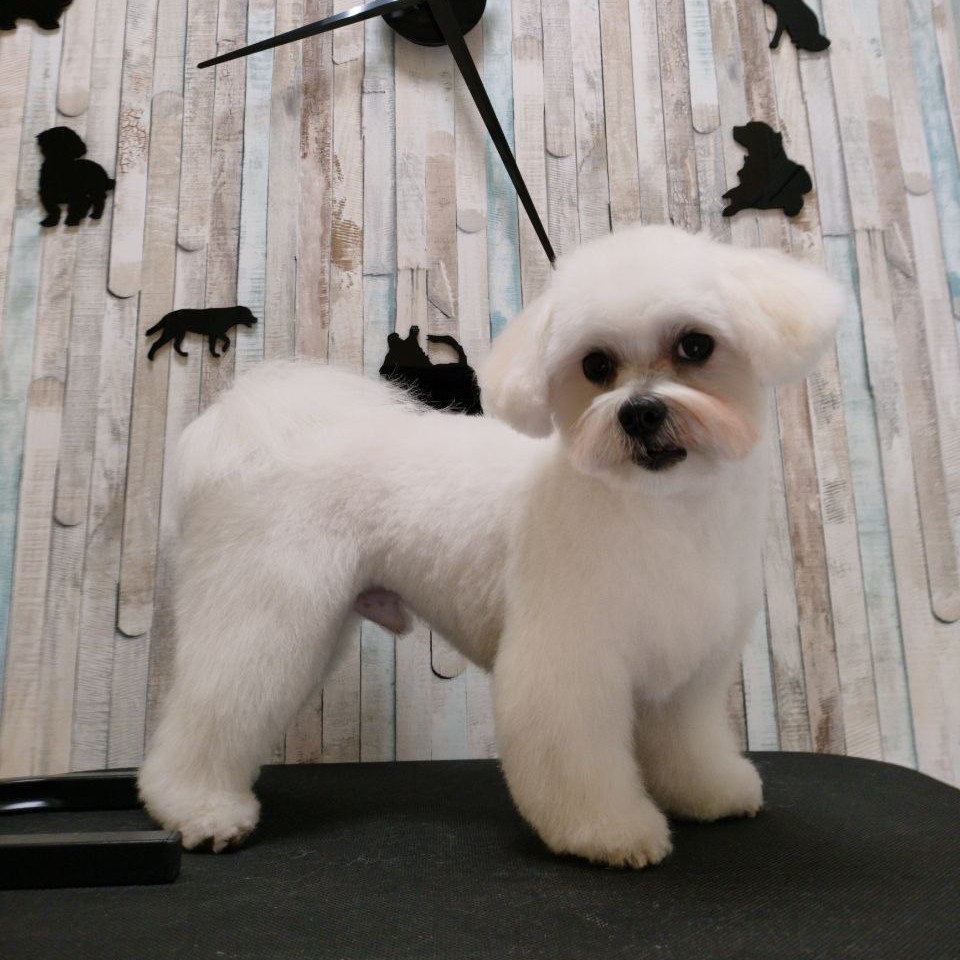 Комплекс Бишон