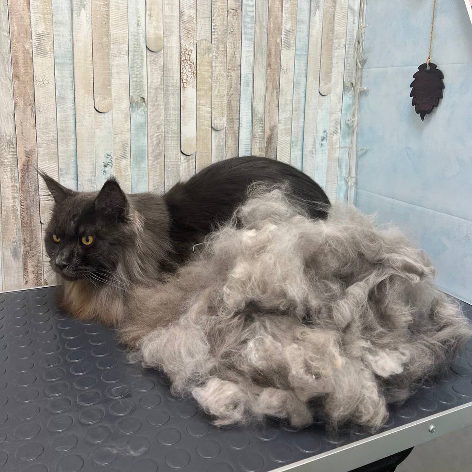 Вычес без мытья котик д/ш (спокойный)