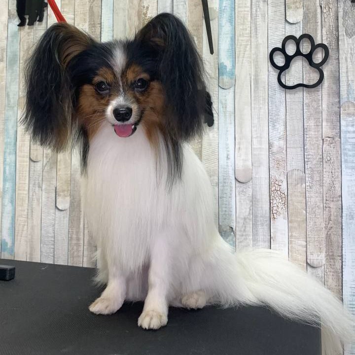 Комплекс Папильон / Японский хин